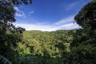 乌干达 丛林 森林 小山 旅行 公园 荒野 自然 动物群 保护
