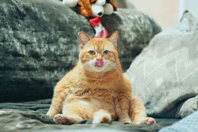 猫 红猫 小猫 可爱 毛皮 梦 眼睛 美容 动物 大声笑