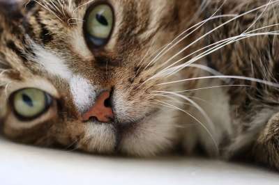 宿醉 猫 猫脸 猫眼 晶须 家猫 家畜 鲭鱼 动物 鼻子