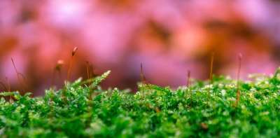苔藓 森林 绿色 自然 树桩 树干 蓬松的 柔软的 童话森林