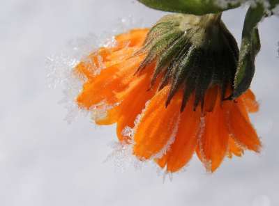 万寿菊 开花 花园万寿菊 冻结 霜 冬天 植物 花园 夏花