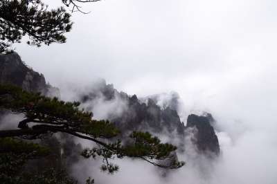 黄山 松树 中国画 云大海 黄山 黄山 黄山 黄山 黄山