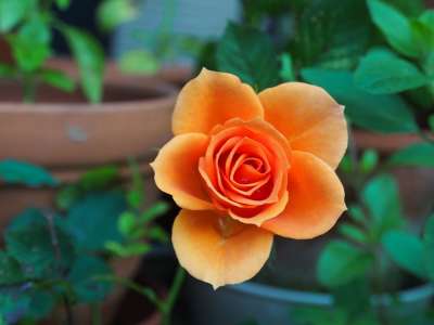 花 玫瑰 花园 橙玫瑰 橙花 花瓣 盛开 开花 开花植物