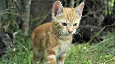 猫 家猫 年轻的猫 亲爱的 家畜 猫眼 猫脸 肖像 自然
