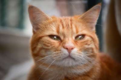 猫 宿醉 红色的 可爱的 鲭鱼 老虎 舒适 动物 家猫 毛皮