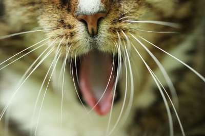 猫 宿醉 家猫 打哈欠 晶须 猫的舌头 猫鼻子 家畜 鲭鱼