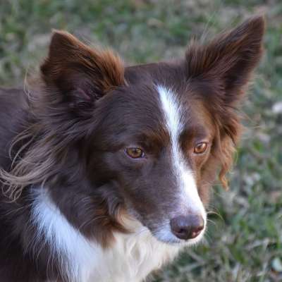 边境牧羊犬 狗 宠物 动物 哺乳动物 品种 朋友 伴侣 犬类