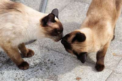 暹 暹罗 猫 家猫 品种猫 宿醉 动物 猫脸 眼睛 家畜