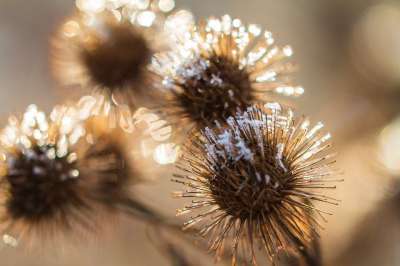 牛蒡 植物 霜 雪 寒冷的 褪色 干燥 自然 明亮的 光