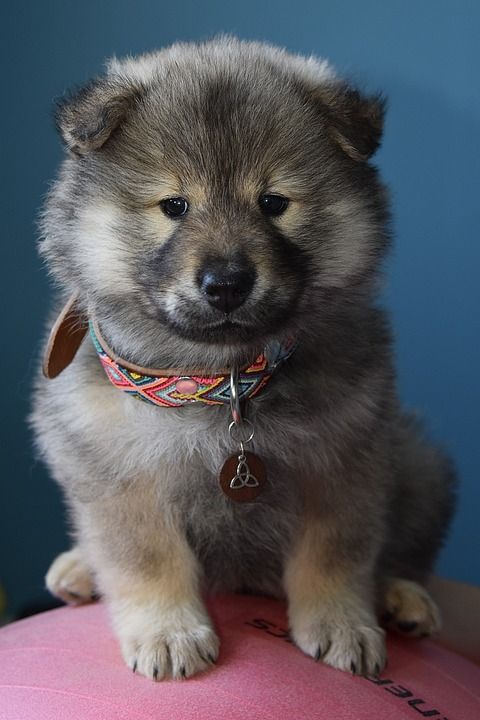 欧亚大陆 小狗 宠物 动物 犬类 柔情似水 温柔的小狗 女性