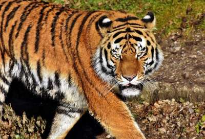 老虎 大猫 捕食者 野猫 虎头 舌头 危险的 高贵 大华