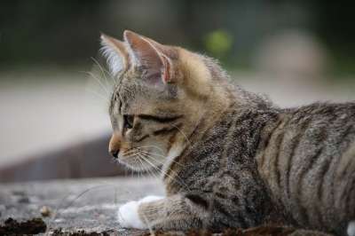 小猫 猫宝宝 猫 猫眼 猫肖像