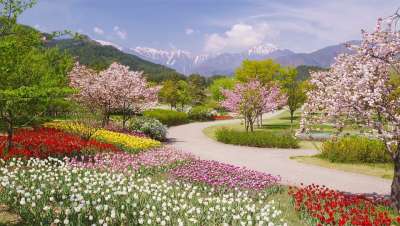 阿尔卑斯山 安昙野 公园 在 春天