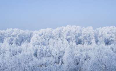 冬天 霜 冻结 寒冷的 森林 景观 树木 雪 季节 冰 降雪