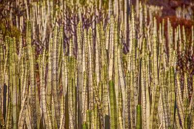 柱状仙人掌 仙人掌 植物 自然 带刺的 植物群 植物学