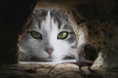 猫 鼠 打猎 可爱的 动物 潜伏 乐趣 细心 作曲 啮齿动物