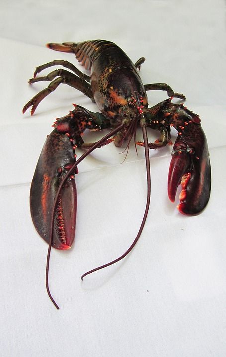 龙虾 缅因龙虾 海鲜 食物 海 美食家 缅因州 红色的 一顿饭