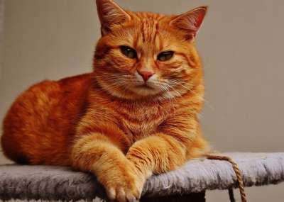 猫 宿醉 红色的 可爱的 鲭鱼 老虎 舒适 动物 家猫 毛皮