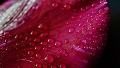 花瓣 粉色的 郁金香 花 自然 美丽 湿的 雨 天气 水 滴