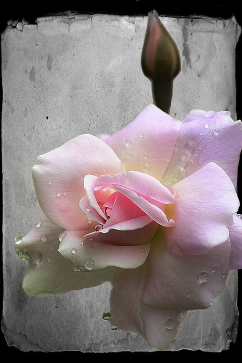 玫瑰 芽 花 美丽的 植物 特写 粉色的 自然 雨滴玫瑰 盛开