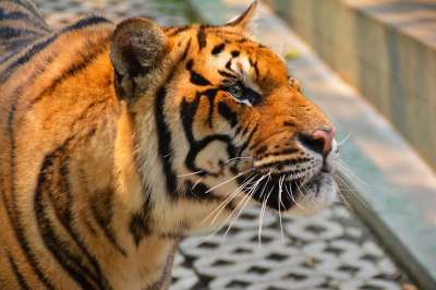 老虎 猫 危险的 猎人 物种 头 哺乳动物 食肉动物 野生动物