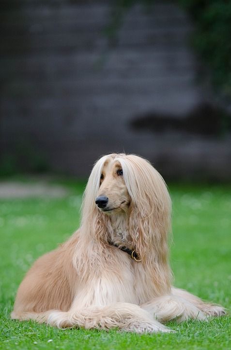 阿富汗 灵缇犬 阿富汗猎犬 喷口 说谎 城市广场 毛皮 长毛