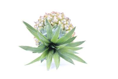 水果 菠萝 有机的 绿色 美食家 成熟 孤立 蔬菜 带刺的