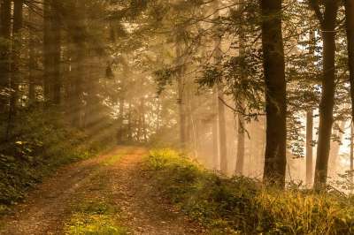 自然 小路 景观 阳光 泥路 踪迹 森林小径 落下 绿色 神秘
