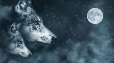 狼 月亮 夜晚 气氛 神秘 月光 满月 可怕的 天堂 大气的