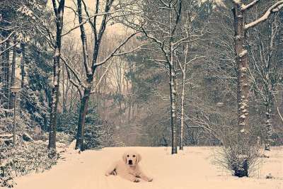 狗 动物道 公园 树 雪 冬季现场 灰狗 灰色的动物 灰色场