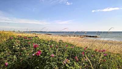 波罗的海 沙滩 蓝色的大海 野玫瑰花丛 景观 德国北部 阳光