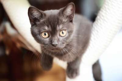 英国短毛猫 猫 小猫 动物 家畜 家猫 猫眼 眼睛 看法 脸