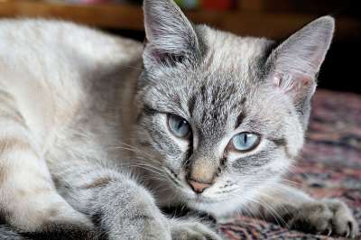 猫 家猫 小猫 鲭鱼 家畜 虎猫 猫脸 看法 猫肖像 可爱的