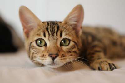 猫 有趣的猫 可爱猫咪 可爱的 猫汇编 滑稽的猫 猫游戏 猫失败