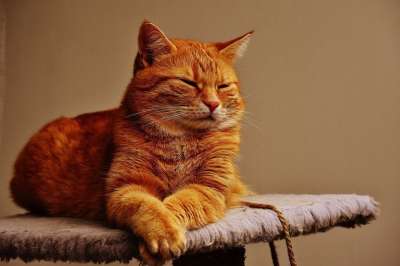 猫 宿醉 红色的 可爱的 鲭鱼 老虎 舒适 动物 家猫 毛皮