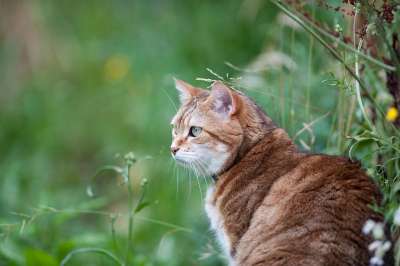 猫 猫科动物 动物 宠物 家畜 猫看 猫脸 老虎 猫头 看