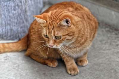 猫 宿醉 红色的 可爱的 鲭鱼 老虎 舒适 动物 家猫 毛皮