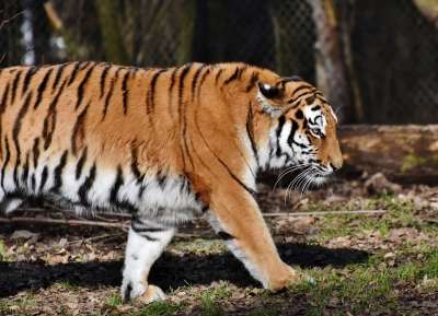 老虎 大猫 捕食者 野猫 虎头 舌头 危险的 高贵 大华