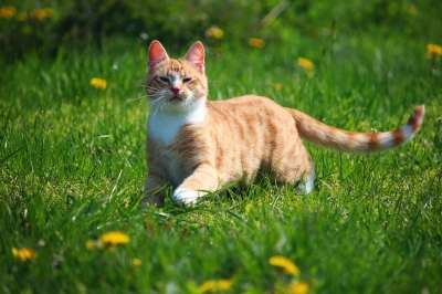 猫 小猫 红虎斑 红猫 鲭鱼 猫宝宝 家猫 年轻的猫 大花猫