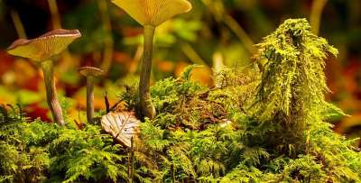 蘑菇 苔藓 海绵 落下 森林蘑菇 蘑菇收集 森林地面