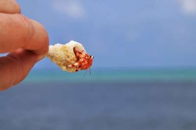 螃蟹 海滩 海洋 马尔代夫 假期 银行 水 性质 钓鱼 贝类