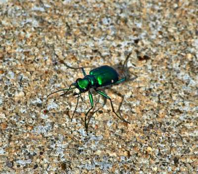 六发现虎甲虫 六发现绿色虎甲虫 Cicindela Sexguttata