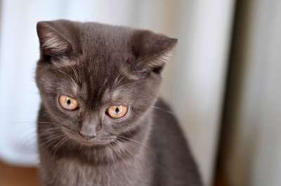 英国短毛猫 猫 小猫 家畜 可爱的 眼睛 家猫 年轻 猫眼 脸