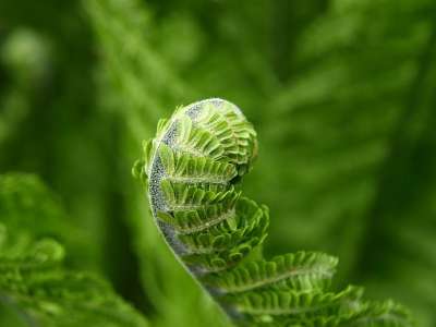 蕨类 绿色 植物 春天