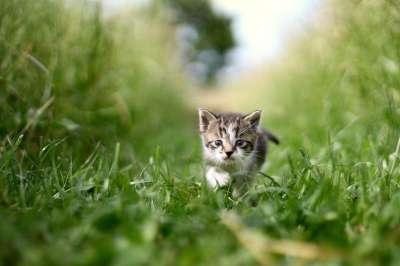 猫 草 绿色 自然 兽 猫 猫 猫 猫 猫 绿色 绿色