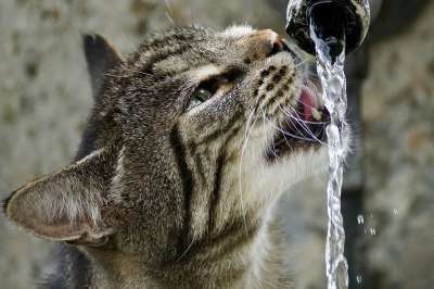 猫 蒂格特 老虎 毛皮 可爱的 眼睛 口渴 水 喷泉 喝 舔