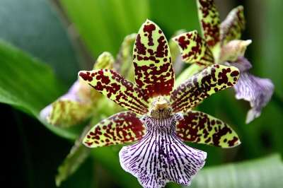 兰花 热带花卉 温室 Orchidophilia 颜色的黄色和棕色