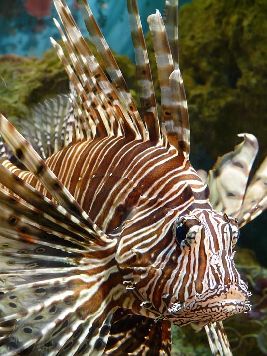 狮子鱼 鱼 太平洋狮子鱼 紫檀 蝶类 翼龙 水族馆 展示水族馆