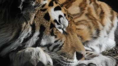 猫 厌倦 动物园 条 老虎 爪子 大猫 野生动物 关闭 头