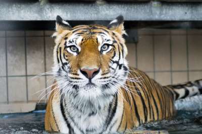 老虎 捕食者 大猫 野猫 西伯利亚虎 Amurtiger 食肉动物